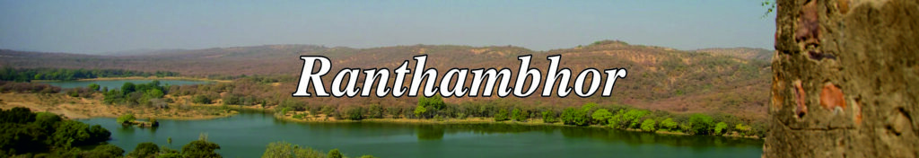 Ranthmbhor tour Package | clear tours and adventures | best tours and travels agency in ahmedabad